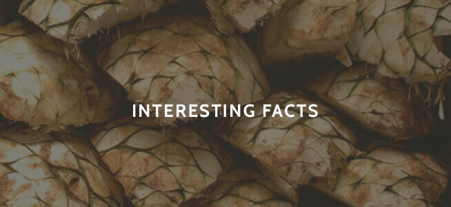 Interesting Facts